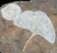 Multiple Fossil Ginkgo Leaf & Winged Walnut - North Dakota #29079-2
